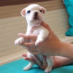 Foltos francia bulldog