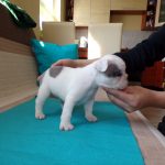 Foltos francia bulldog