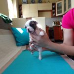 Foltos francia bulldog