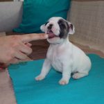 Foltos francia bulldog