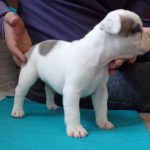 eladó foltos francia bulldog kiskutya