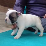 foltos francia bulldog