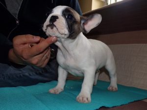 foltos francia bulldog szuka